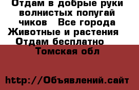 Отдам в добрые руки волнистых попугай.чиков - Все города Животные и растения » Отдам бесплатно   . Томская обл.